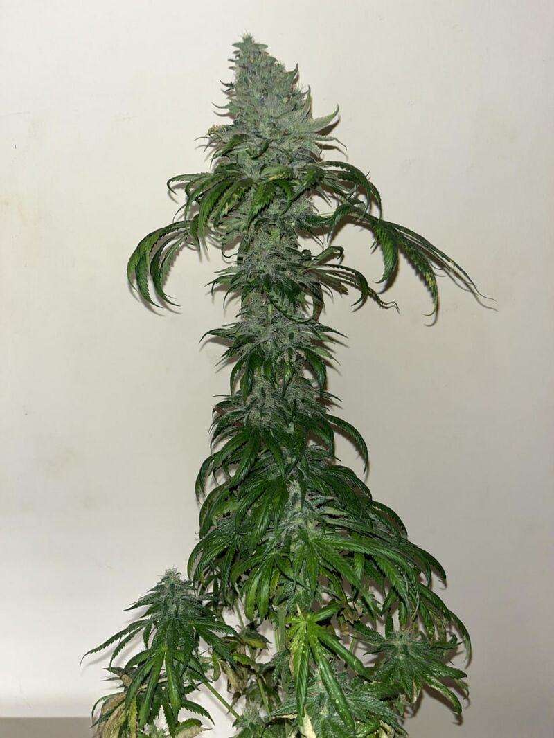 Tropical Zmoothie, Фасовка: 1, изображение 4